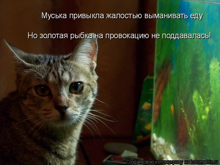 Котоматрица: Муська привыкла жалостью выманивать еду Но золотая рыбка на провокацию не поддавалась!
