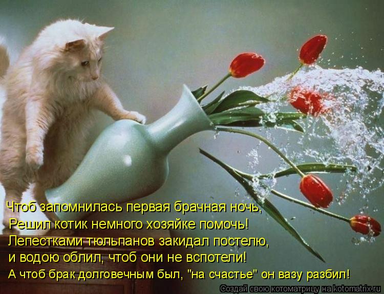 Котоматрица: Чтоб запомнилась первая брачная ночь, Решил котик немного хозяйке помочь! Лепестками тюльпанов закидал постелю, и водою облил, чтоб они не 