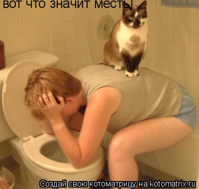Котоматрица: вот что значит месть!
