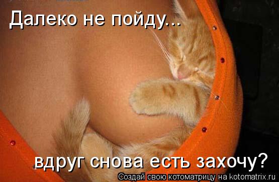 Котоматрица: вдруг снова есть захочу? Далеко не пойду...