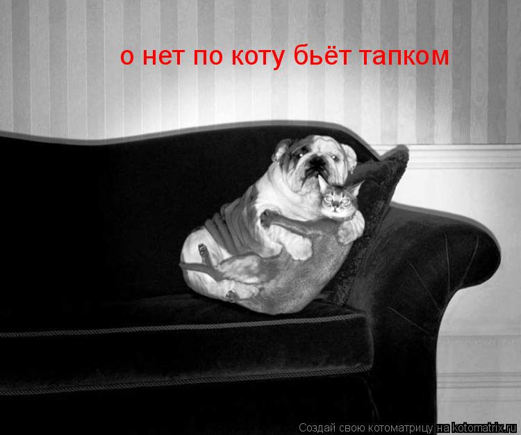 Котоматрица: о нет по коту бьёт тапком
