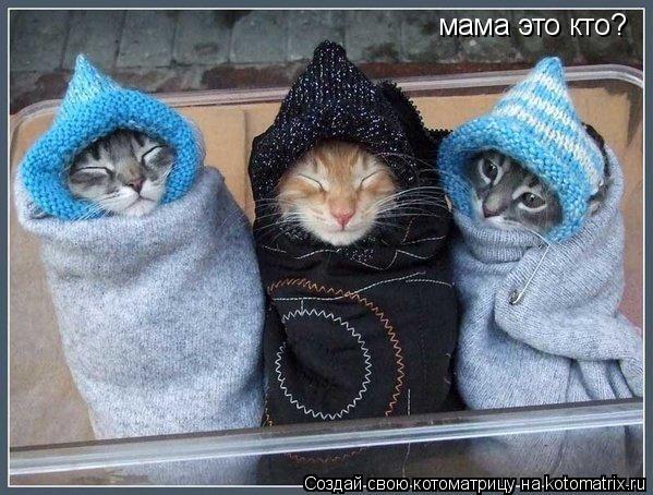 Котоматрица: мама это кто?