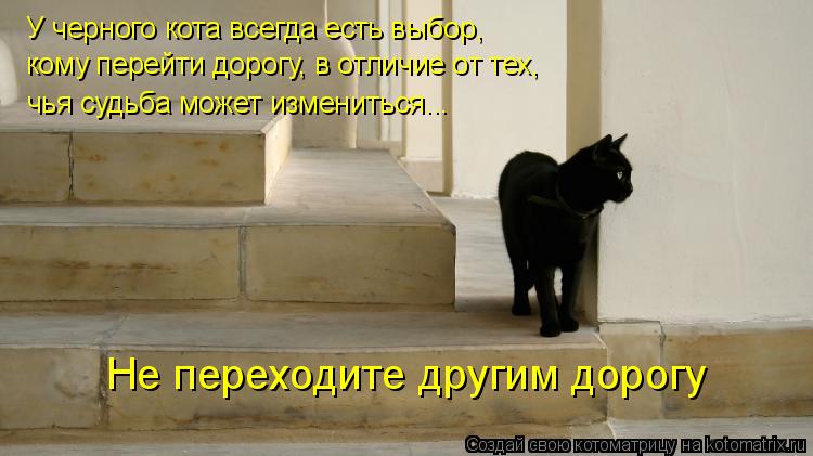 Котоматрица: У черного кота всегда есть выбор,  кому перейти дорогу, в отличие от тех, чья судьба может измениться... Не переходите другим дорогу