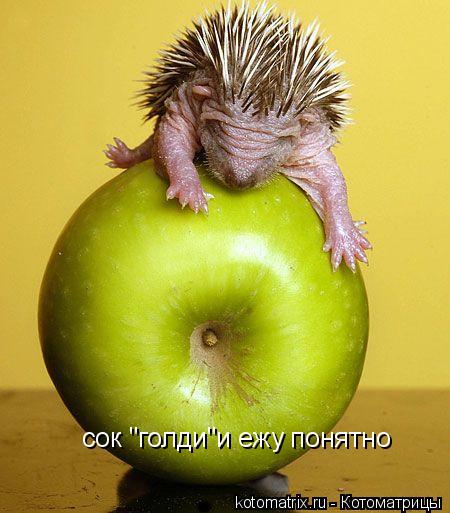 Котоматрица: сок "голди"и ежу понятно