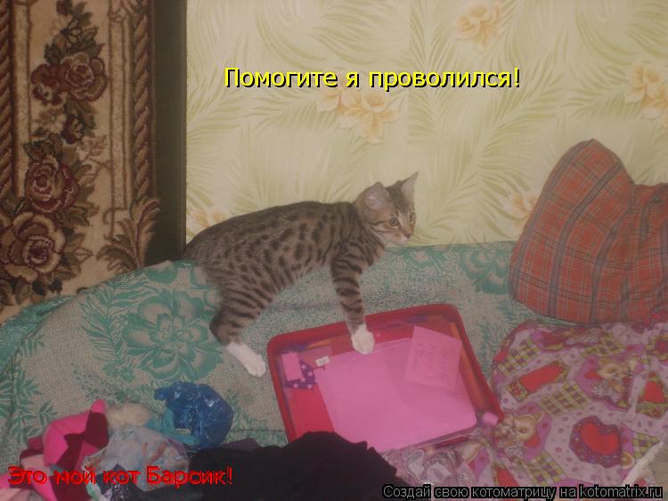 Котоматрица: Помогите я проволился! Это мой кот Барсик! Это мой кот Барсик!