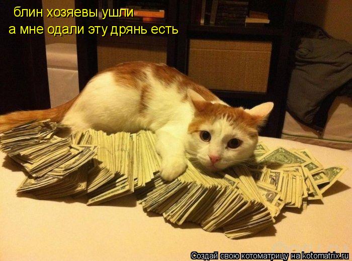 Котоматрица: блин хозяевы ушли  а мне одали эту дрянь есть