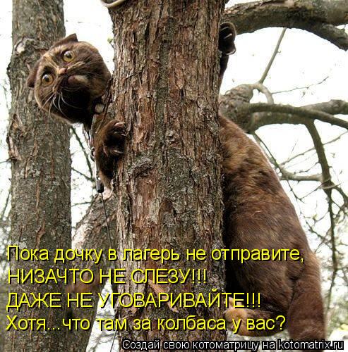 Котоматрица: Пока дочку в лагерь не отправите, НИЗАЧТО НЕ СЛЕЗУ!!! ДАЖЕ НЕ УГОВАРИВАЙТЕ!!! Хотя...что там за колбаса у вас?