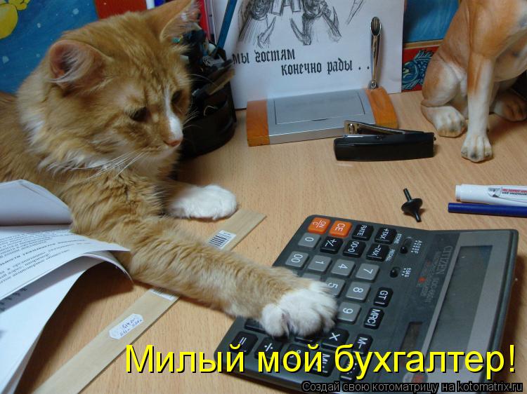 Котоматрица: Милый мой бухгалтер!