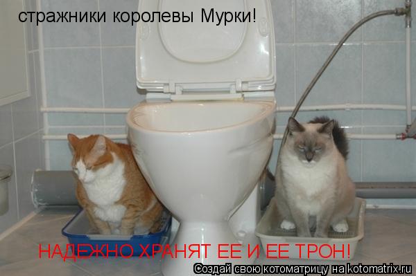 Котоматрица: стражники королевы Мурки! НАДЕЖНО ХРАНЯТ ЕЕ И ЕЕ ТРОН!