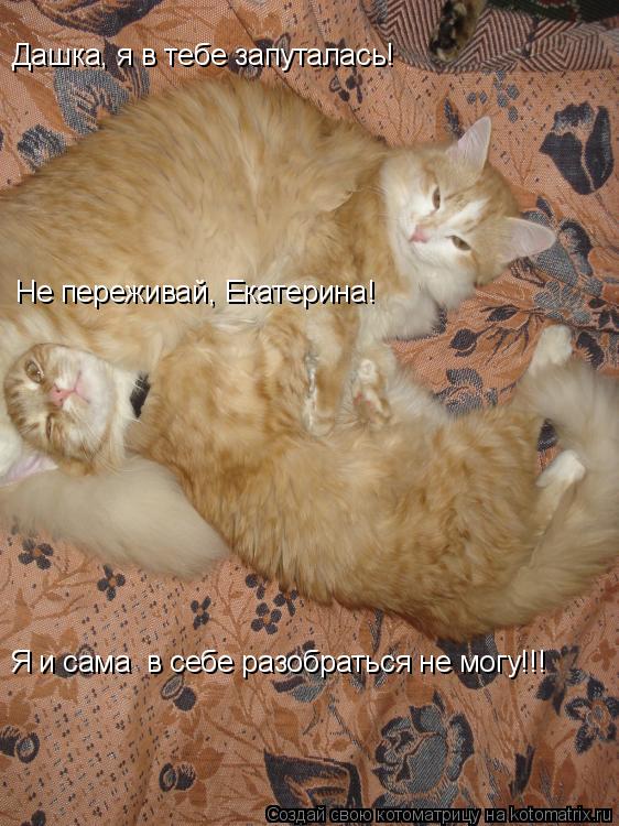 Котоматрица: Дашка, я в тебе запуталась! Не переживай, Екатерина! Я и сама  в себе разобраться не могу!!!