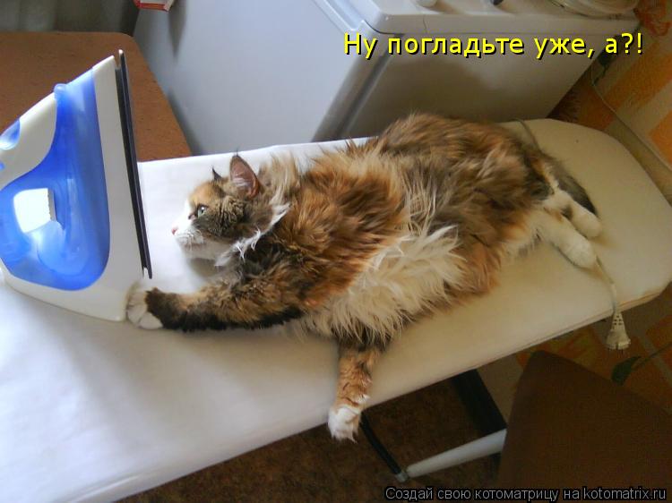 Котоматрица: Ну погладьте уже, а?!