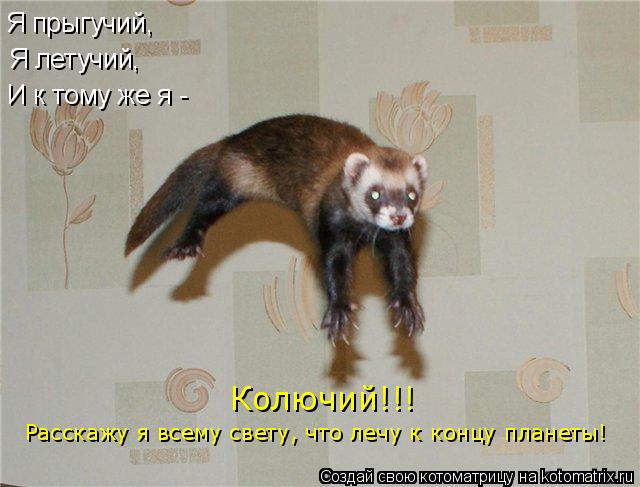 Я прыгучий, Я летучий, И к тому же я - Колючий!!! Расскажу я всему свету, что лечу к концу планеты!... Котоматрица: Я прыгучий, Я летучий, И к тому же я - Колючий!!! Расскажу я всему свету, что лечу к концу планеты!