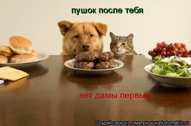 пушок после тебя нет дамы первые... Котоматрица: пушок после тебя нет дамы первые