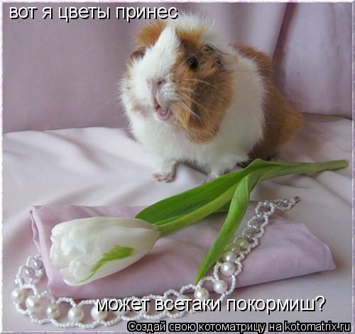 вот я цветы принес может всетаки покормиш?... Котоматрица: вот я цветы принес может всетаки покормиш?