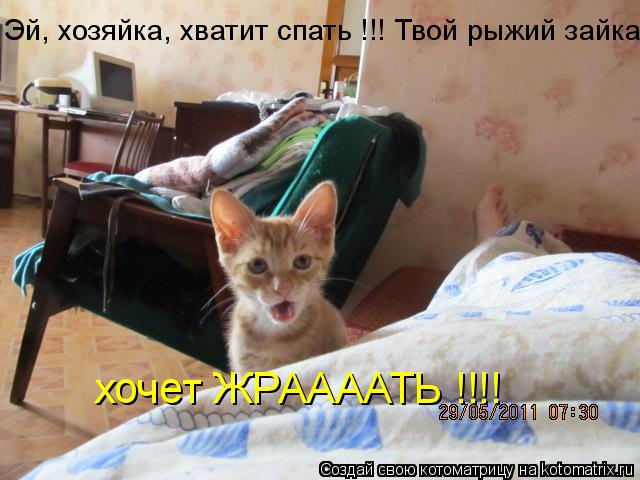 Эй, хозяйка, хватит спать !!! Твой рыжий зайка хочет ЖРААААТЬ !!!!... Котоматрица: Эй, хозяйка, хватит спать !!! Твой рыжий зайка хочет ЖРААААТЬ !!!!