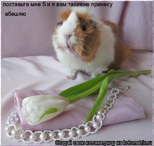 поставьте мне 5 и я вам такиеже принесу абешяю... Котоматрица: поставьте мне 5 и я вам такиеже принесу абешяю