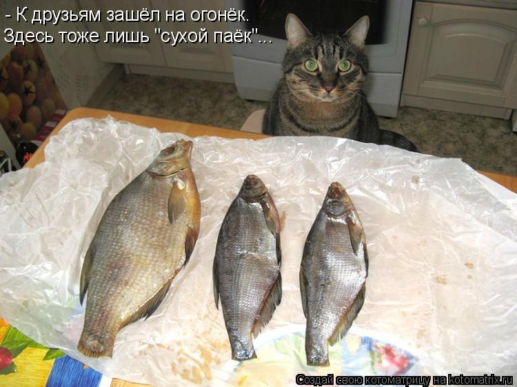 - К друзьям зашёл на огонёк. Здесь тоже лишь "сухой паёк"...... Котоматрица: - К друзьям зашёл на огонёк. Здесь тоже лишь "сухой паёк"...