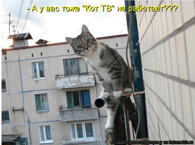 - А у вас тоже "Кот ТВ" не работает???... Котоматрица: - А у вас тоже "Кот ТВ" не работает???