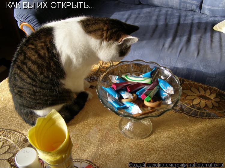 КАК БЫ ИХ ОТКРЫТЬ...... Котоматрица: КАК БЫ ИХ ОТКРЫТЬ...