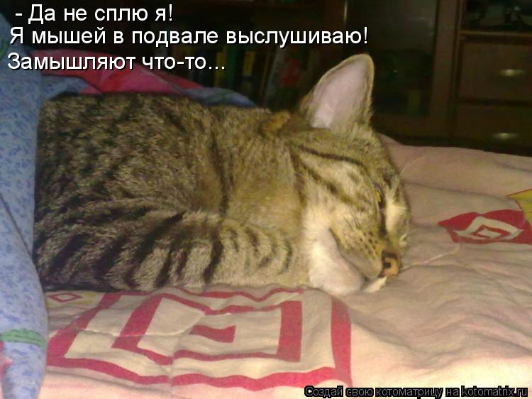 - Да не сплю я! Я мышей в подвале выслушиваю! Замышляют что-то...... Котоматрица: - Да не сплю я! Я мышей в подвале выслушиваю! Замышляют что-то...