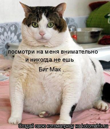 посмотри на меня внимательно и никогда не ешь Биг Мак .... Котоматрица: посмотри на меня внимательно и никогда не ешь Биг Мак .