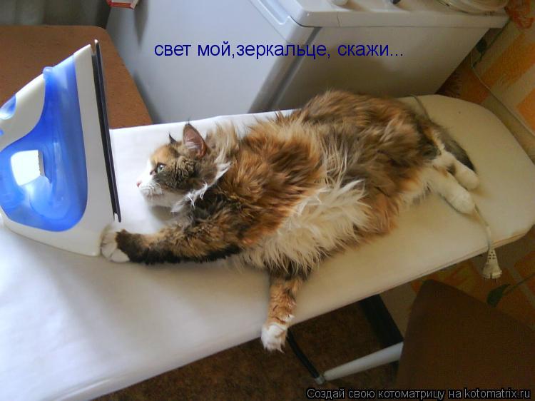 свет мой,зеркальце, скажи...... Котоматрица: свет мой,зеркальце, скажи...