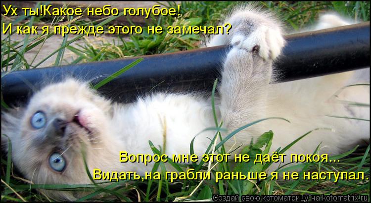 Ух ты!Какое небо голубое! Видать,на грабли раньше я не наступал. Вопрос мне этот не даёт покоя... И к... Котоматрица: Ух ты!Какое небо голубое! Видать,на грабли раньше я не наступал. Вопрос мне этот не даёт покоя... И как я прежде этого не замечал?