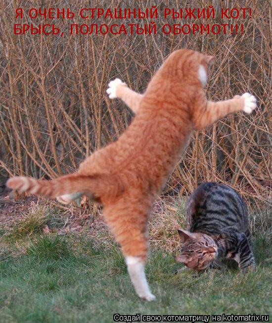Котоматрица: Я ОЧЕНЬ СТРАШНЫЙ РЫЖИЙ КОТ! БРЫСЬ, ПОЛОСАТЫЙ ОБОРМОТ!!!