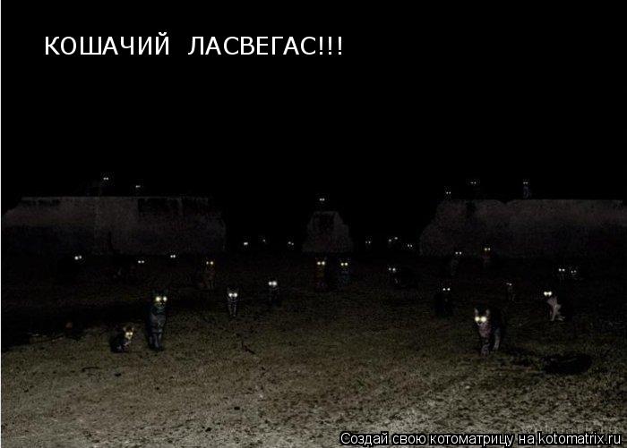 Котоматрица: КОШАЧИЙ  ЛАСВЕГАС!!!