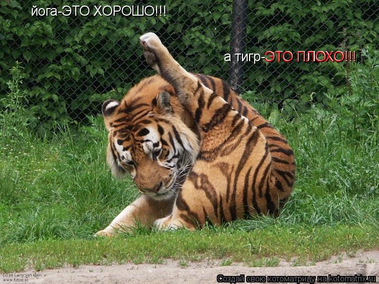 Котоматрица: йога-ЭТО ХОРОШО!!! а тигр-ЭТО ПЛОХО!!! ЭТО ПЛОХО!!!