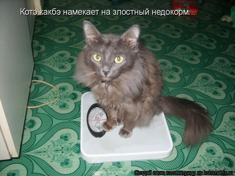 Котоматрица: Котэ какбэ намекает на злостный недокорм...