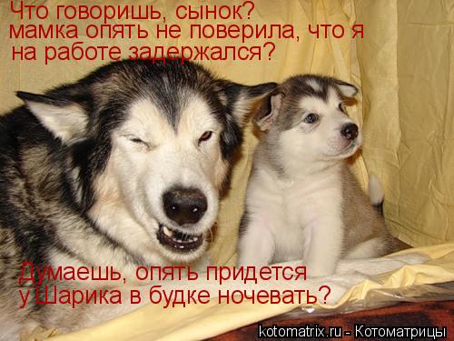 Котоматрица: Что говоришь, сынок? мамка опять не поверила, что я на работе задержался? Думаешь, опять придется у Шарика в будке ночевать?
