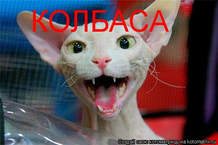КОЛБАСА... Котоматрица: КОЛБАСА