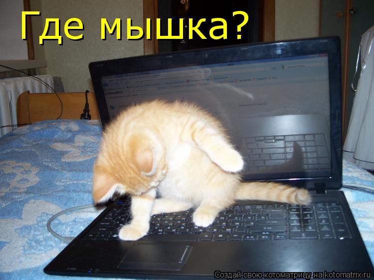 Где мышка? Где мышка?... Котоматрица: Где мышка? Где мышка?