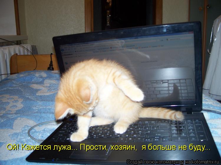 Ой! Кажется лужа... Прости, хозяин, я больше не буду...... Котоматрица: Ой! Кажется лужа... Прости, хозяин, я больше не буду...