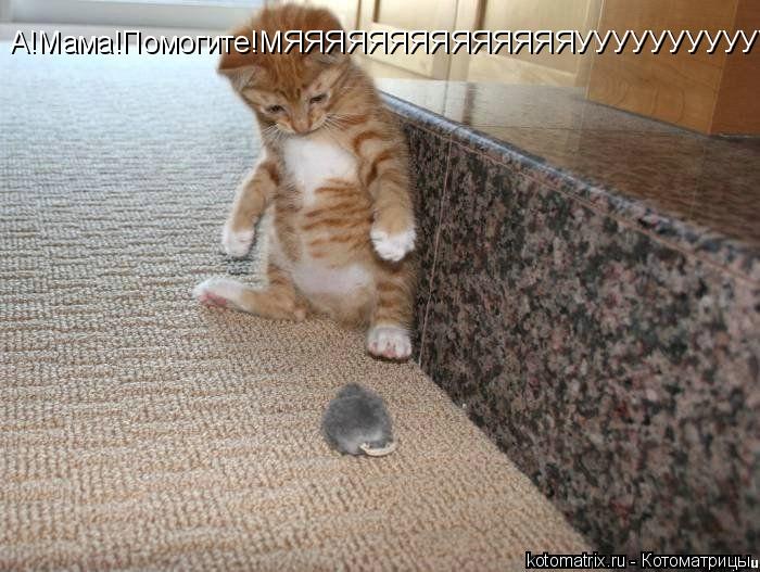 А!Мама!Помогите!МЯЯЯЯЯЯЯЯЯЯЯЯЯЯУУУУУУУУУУУУУ... Котоматрица: А!Мама!Помогите!МЯЯЯЯЯЯЯЯЯЯЯЯЯЯУУУУУУУУУУУУУ