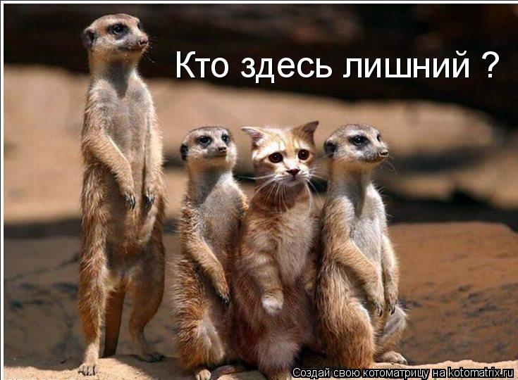 Кто здесь лишний ?... Котоматрица: Кто здесь лишний ?