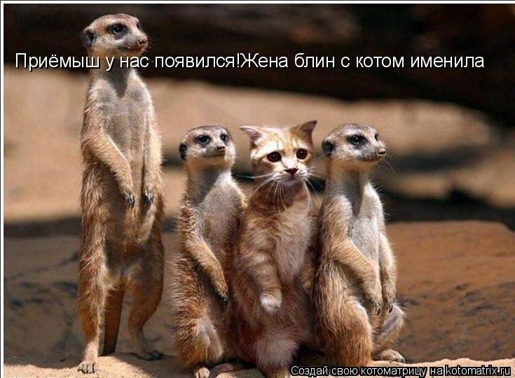 Приёмыш у нас появился!Жена блин с котом именила... Котоматрица: Приёмыш у нас появился!Жена блин с котом именила
