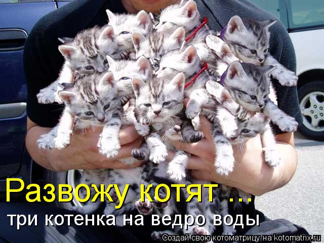 Развожу котят ... три котенка на ведро воды... Котоматрица: Развожу котят ... три котенка на ведро воды