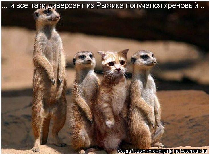 Котоматрица: ... и все-таки диверсант из Рыжика получался хреновый...