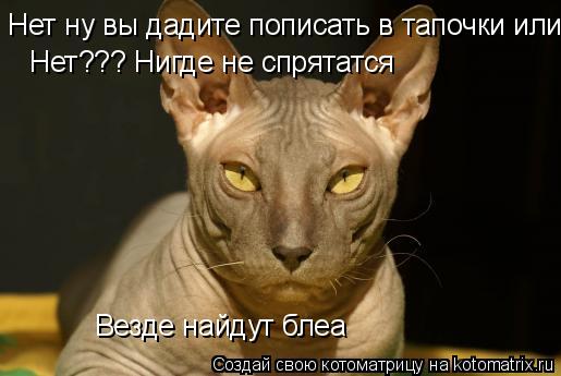 Котоматрица: Нет ну вы дадите пописать в тапочки или нет??? Нет??? Нигде не спрятатся Везде найдут блеа