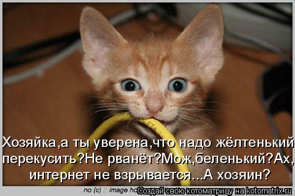 Котоматрица: Хозяйка,а ты уверена,что надо жёлтенький перекусить?Не рванёт?Мож,беленький?Ах, интернет не взрывается...А хозяин?