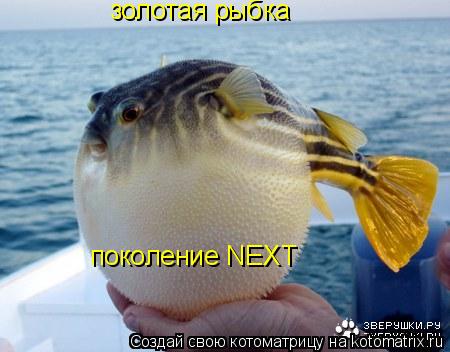 Котоматрица: золотая рыбка поколение NEXT