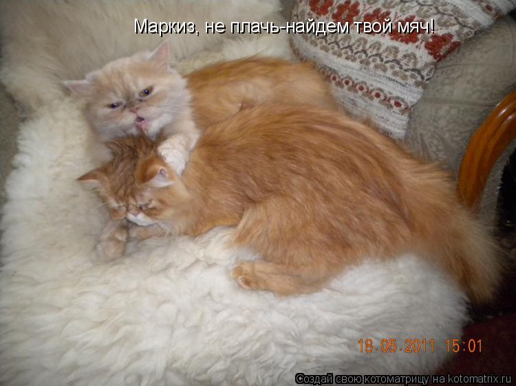 Котоматрица: Маркиз, не плачь-найдем твой мяч!