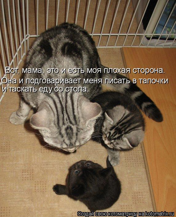 Котоматрица: Вот, мама, это и есть моя плохая сторона. Она и подговаривает меня писать в тапочки и таскать еду со стола.