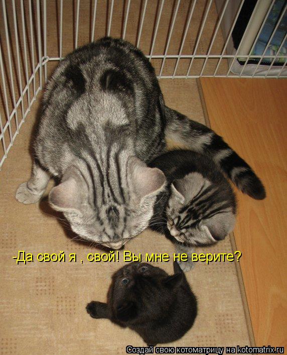 Котоматрица: -Да свой я , свой! Вы мне не верите?