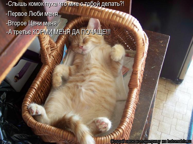 Котоматрица: -Слышь комок пуха что мне с тобой делать?! -Первое Люби меня -Второе Цени меня -А третье КОРМИ МЕНЯ ДА ПОЧАЩЕ!!!