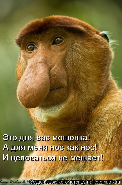 Котоматрица: Это для вас мошонка! А для меня нос как нос! И целоваться не мешает!