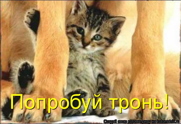 Котоматрица: Попробуй тронь!