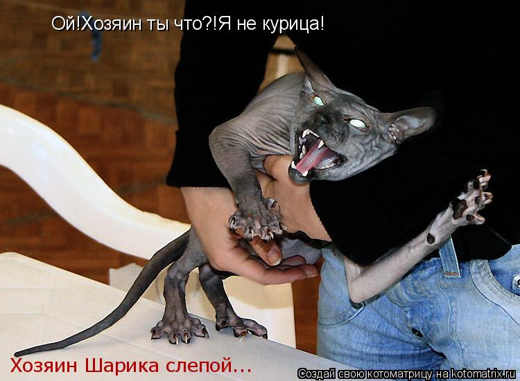 Котоматрица: Ой!Хозяин ты что?!Я не курица! Хозяин Шарика слепой...